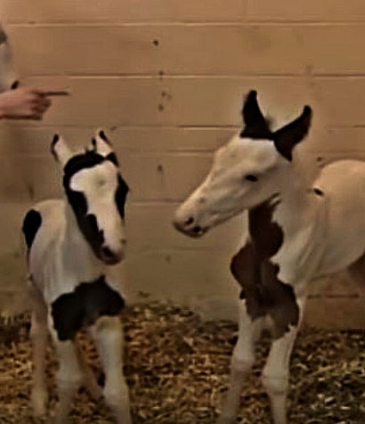 16 Year Old Paint Horse Gives Birth To Stunning Twin Foals